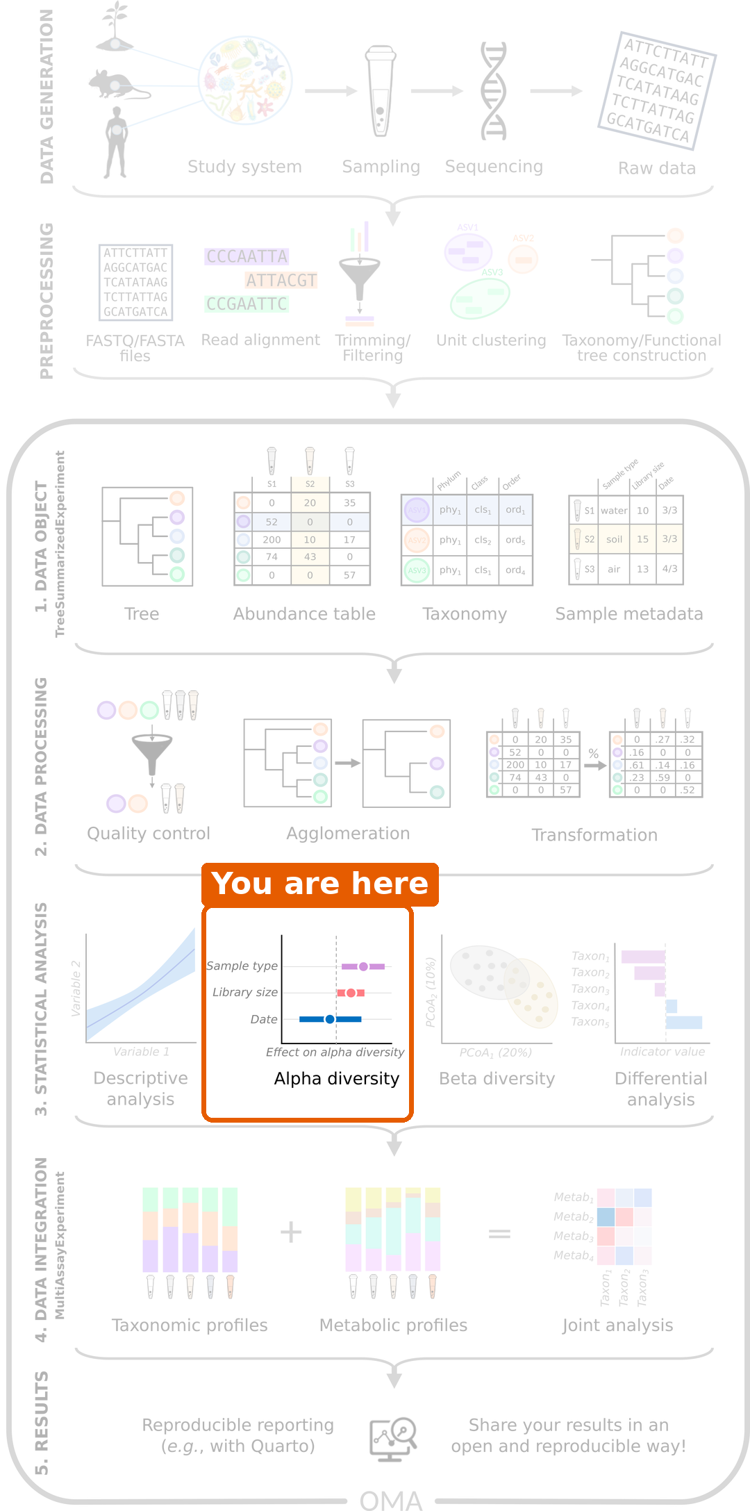 Microbiome data science workflow with alpha diversity highlighted in the statistical analysis step.